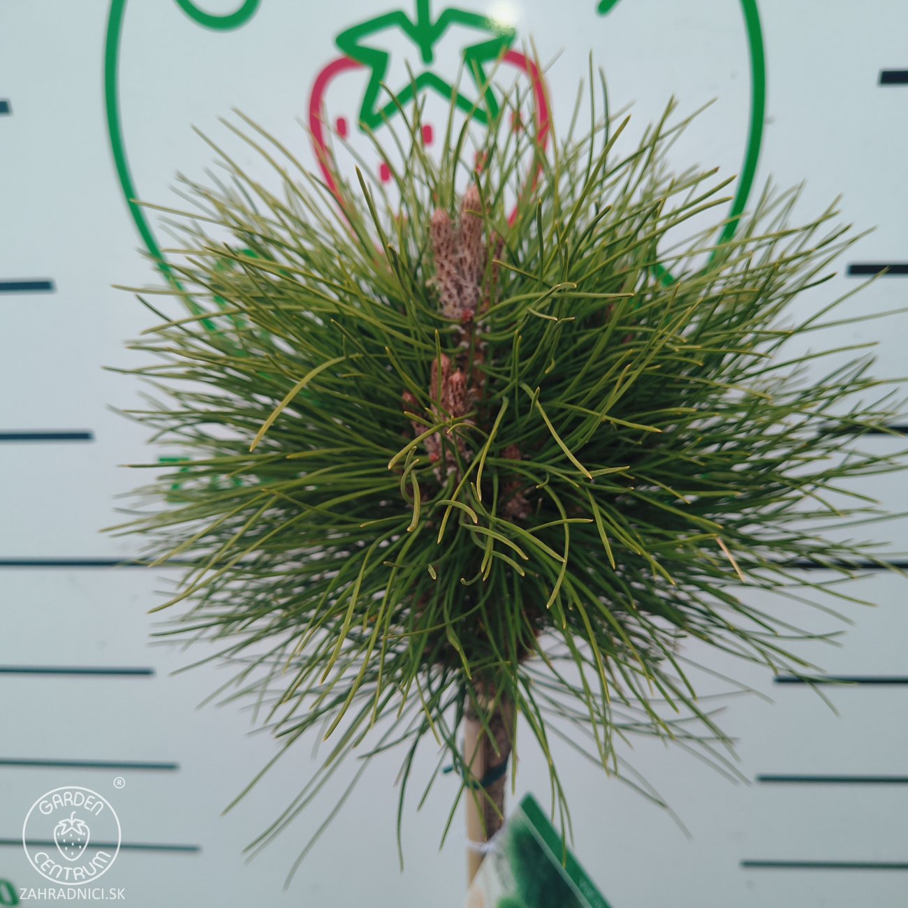 Obrázok Borovica čierna (Pinus nigra) ´SUMMER BREEZE´ - výška 110-130 cm, kont. C4L – NA KMIENKU